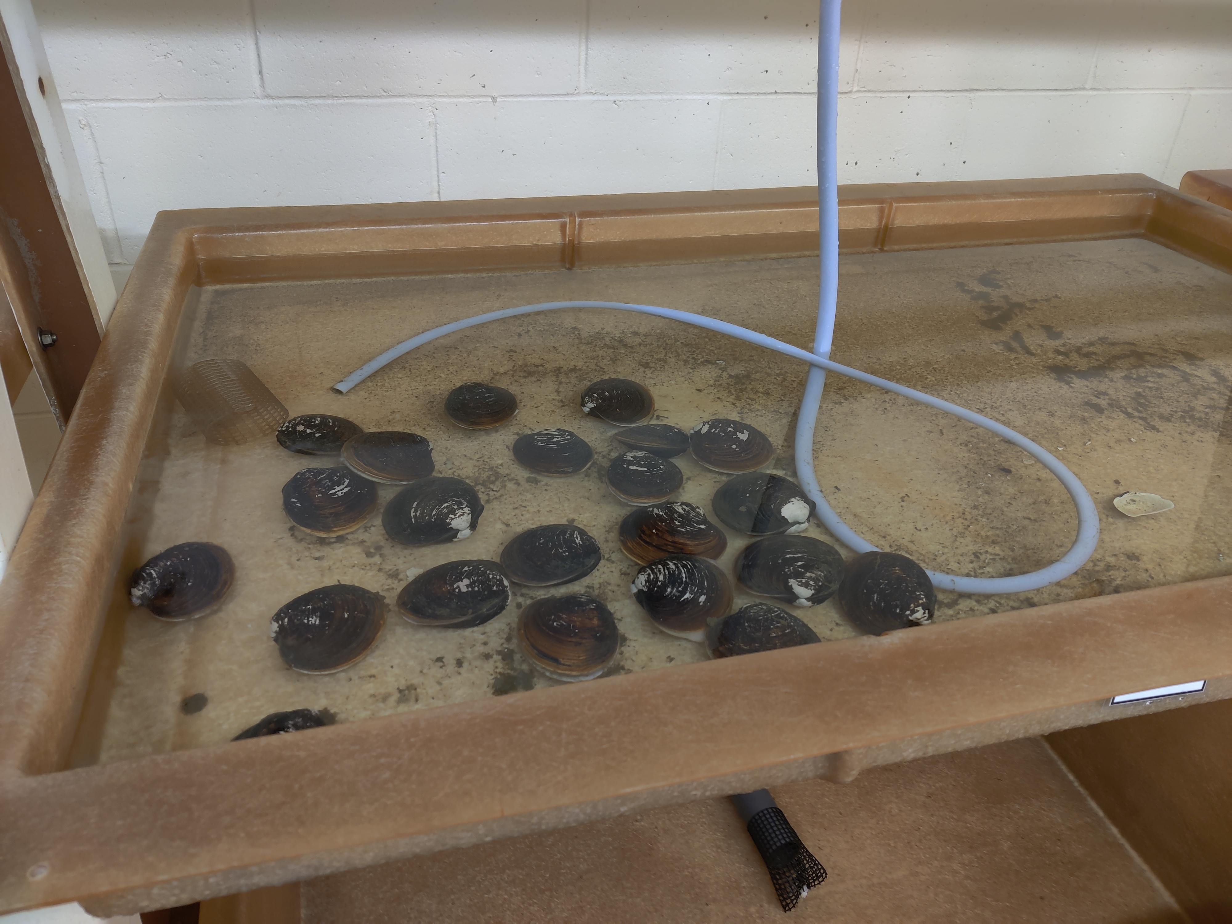 small clams in an overflow sink.