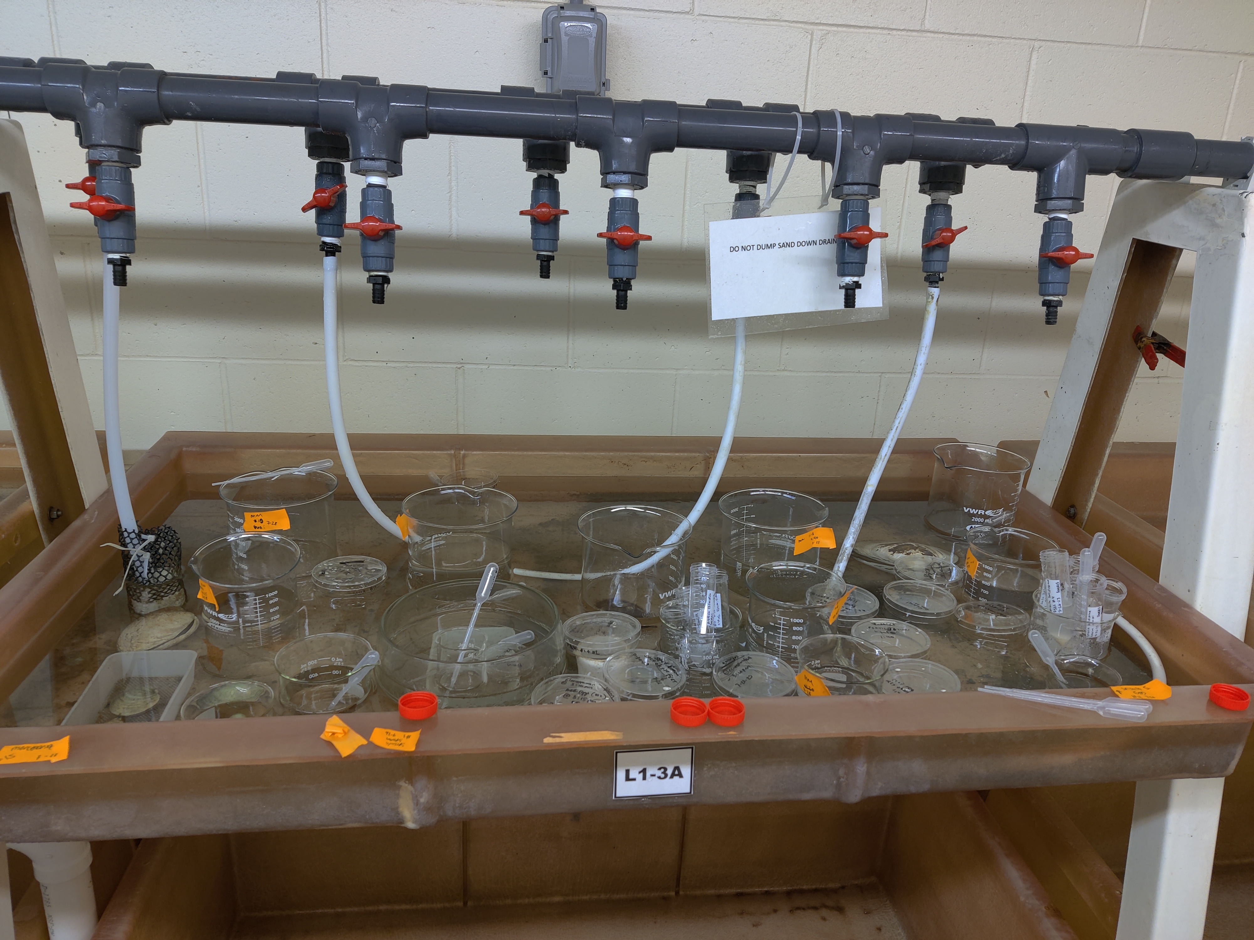 Many beakers sit in sink with a pipe and spouts above them.