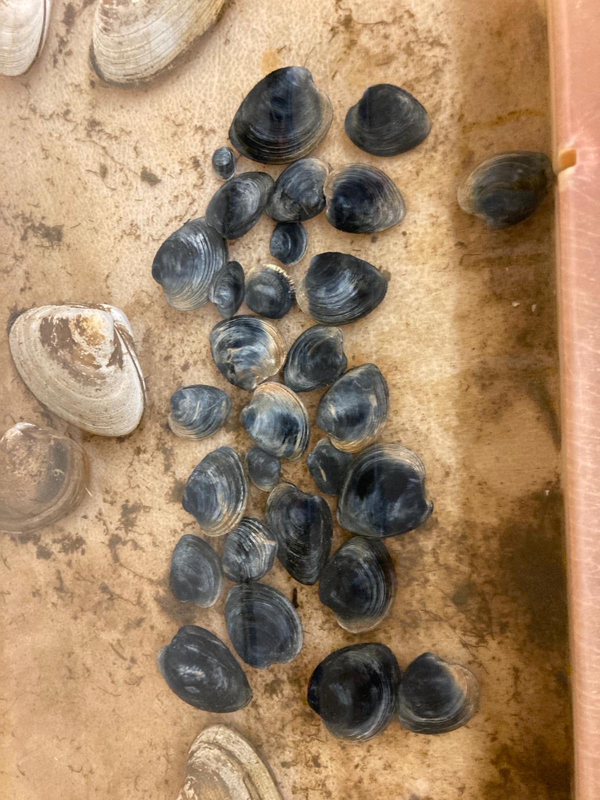 many small clams.