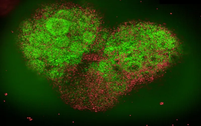cells in a heart shape.