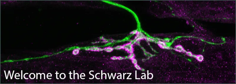 decorative banner that says welcome to the schwartz lab.