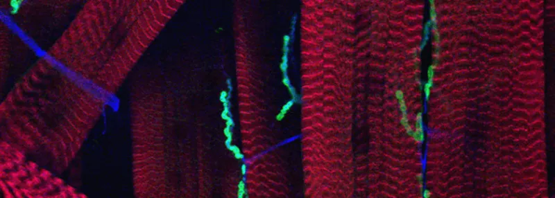 descriptive image of cells during the synapse formation at the drosphila neuromuscular junction 