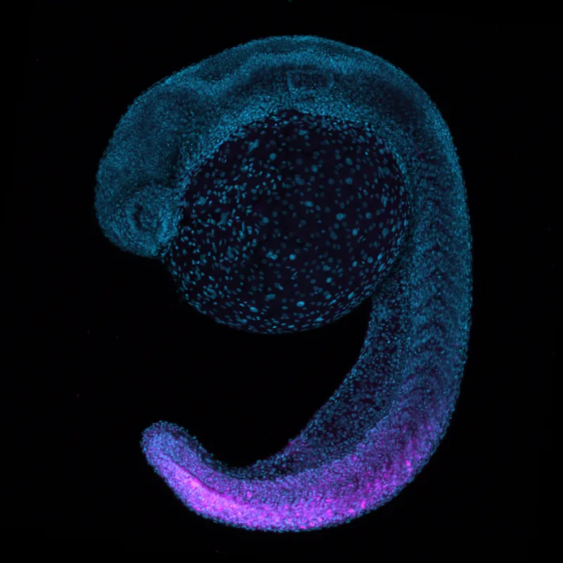x-ray scan of a fish embryo. 
