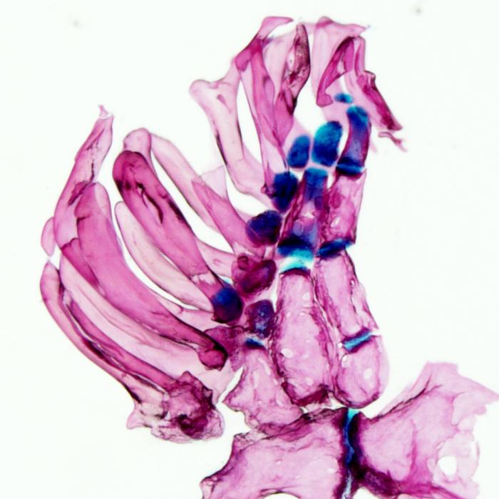 a x-ray of a fin.