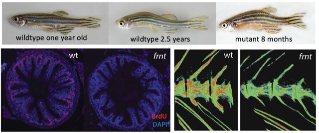 fish aging chart. 