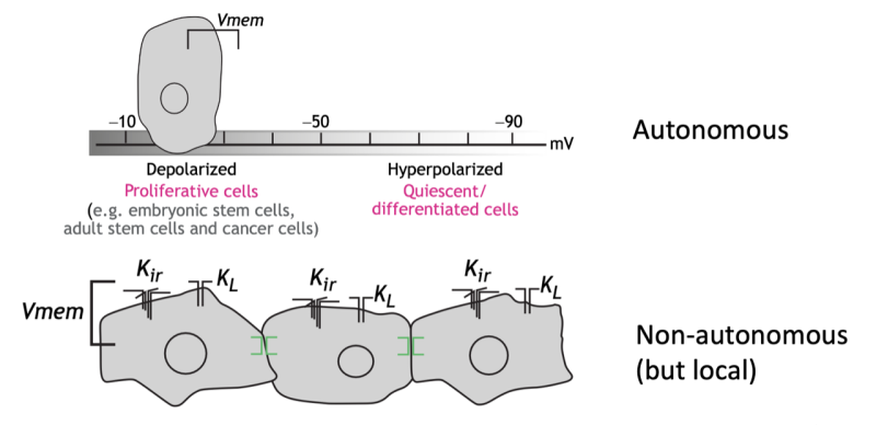 bioelectric signaling chart.