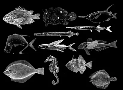 x-ray image of different fish types.