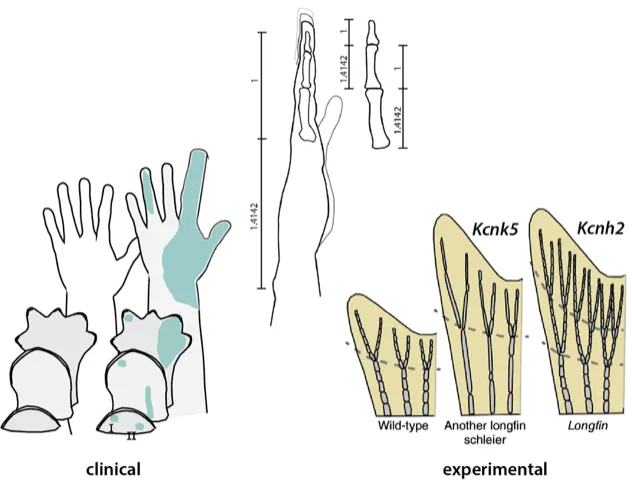 decorative image of multiple hand and limb sizes.