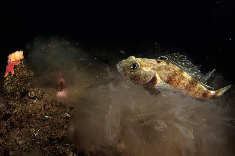 an icefish in swimming.