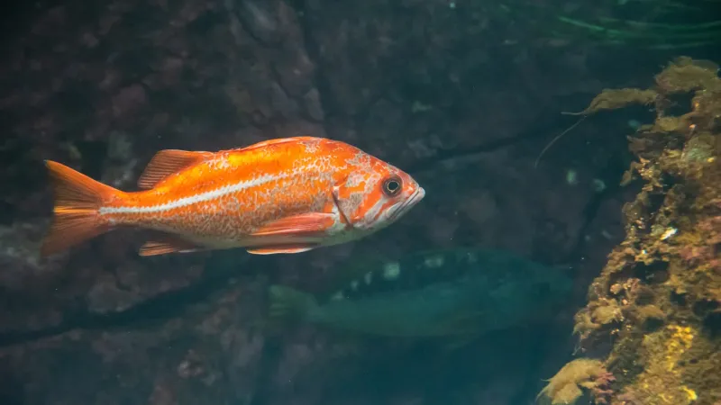 Orange rockfish swimming.
