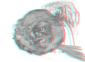 3D rendering of a fish.
