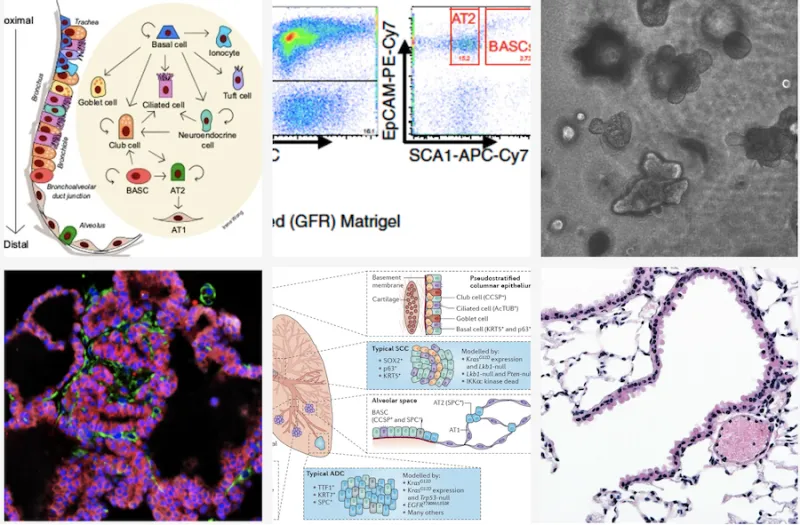 two rows of three squares showing different cells