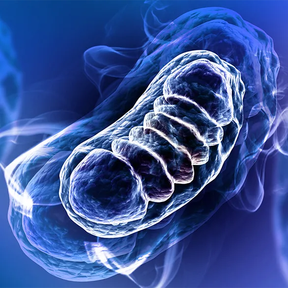 three D image of mitochondria on a purple background.