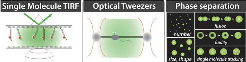 three boxes illustrating Single molecule TIRF, Optical Tweezers, and Phase separation
