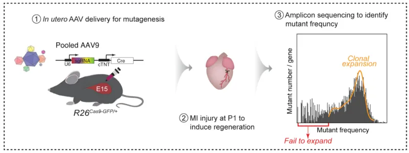a mouse silhouette being injected with E15 and how that slows regeneration in the heart. 