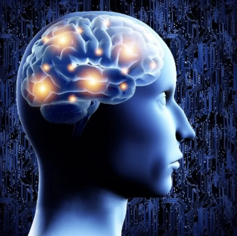 A model of a human with parts of their brain lit up. 