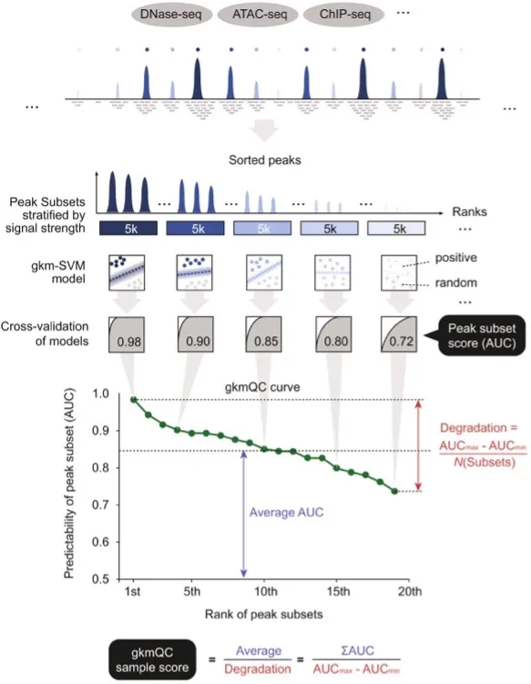 A figure shows a workflow of peak quality assessment. Starting from epigenomic data such as DNase-seq, ATAC-seq, and ChIP-seq, peaks are sorted by their signal strengths and then grouped into subsets of 5,000 peaks. Next, each subset as positive data is u