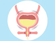 bladder full of urine