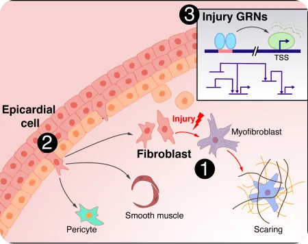 Fibroblast tear repairs itself with epicardial cell.