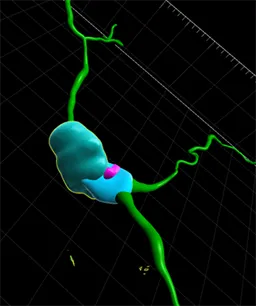 blue and green microglia 