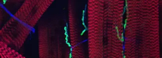 descriptive image of cells during the synapse formation at the drosphila neuromuscular junction