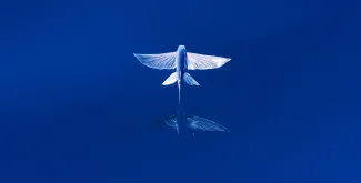 a flying fish.