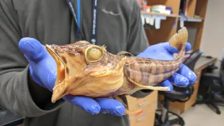 gloved hands holding a fossilized fish.