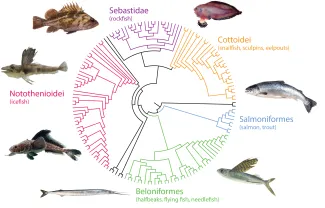 Different photos of fish, sebastidae rockfish, cottoidei, snailfish sculpins eelpouts, salmoniformes, salmon trout, beloniformes, halfbeaks, flying fish, needlefish, and notothenioidei icefish.