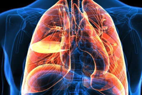 xray of human lungs